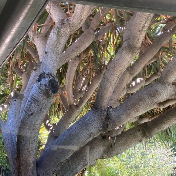 Dragon’s Blood Seedlings 🌱 and Seeds - Picture 7 of 7